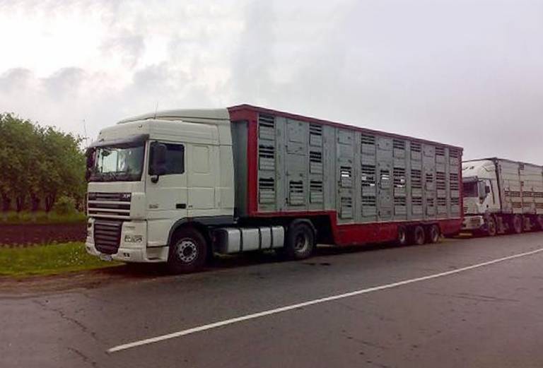 Прицеп для перевозки крупного рогатого скота из Россия, Новороссийск в Азербайджан, Баку